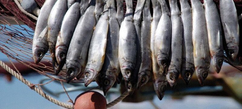 psari_fest.width-1920