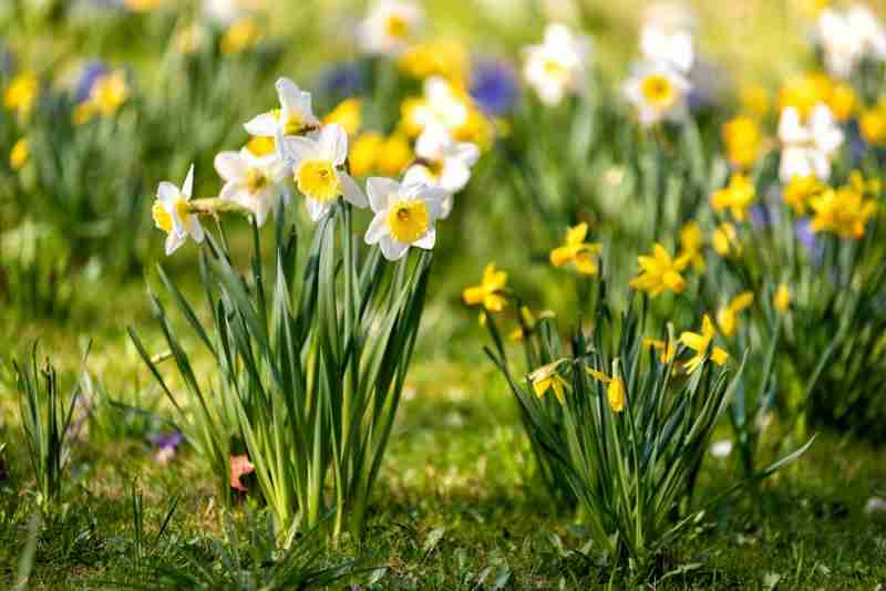 Προειδοποιεί το Τμήμα Δασών: Ποια λουλούδια και φυτά να μην κόβονται – Οι ποινές