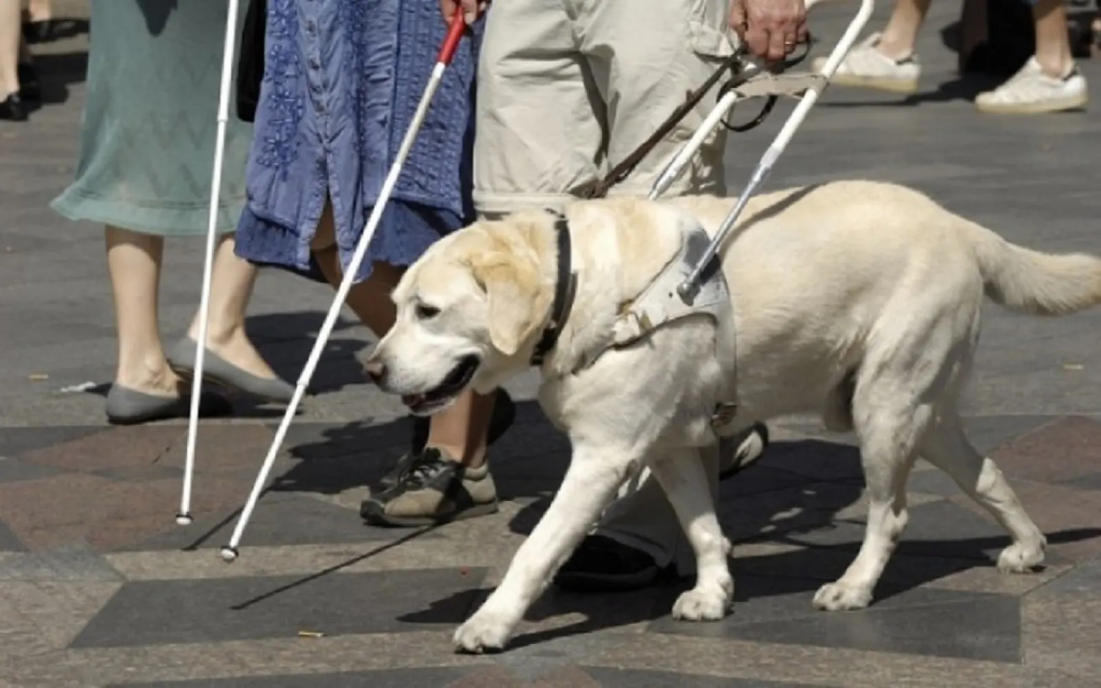 Κατοχυρώνεται από τη Βουλη ο σκύλος βοήθος για άτομα με οπτική αναπηρία