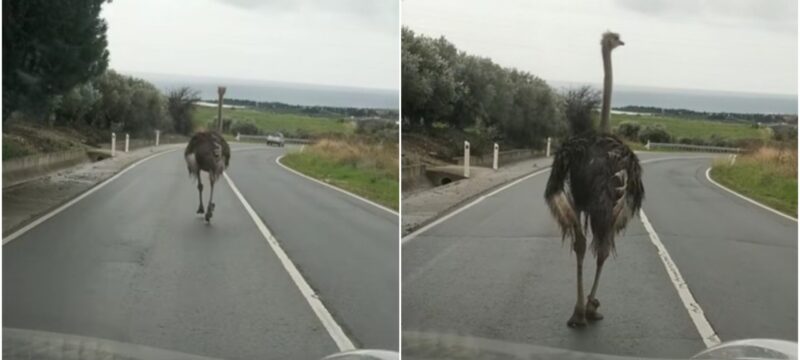 strouthokamilos-scaled