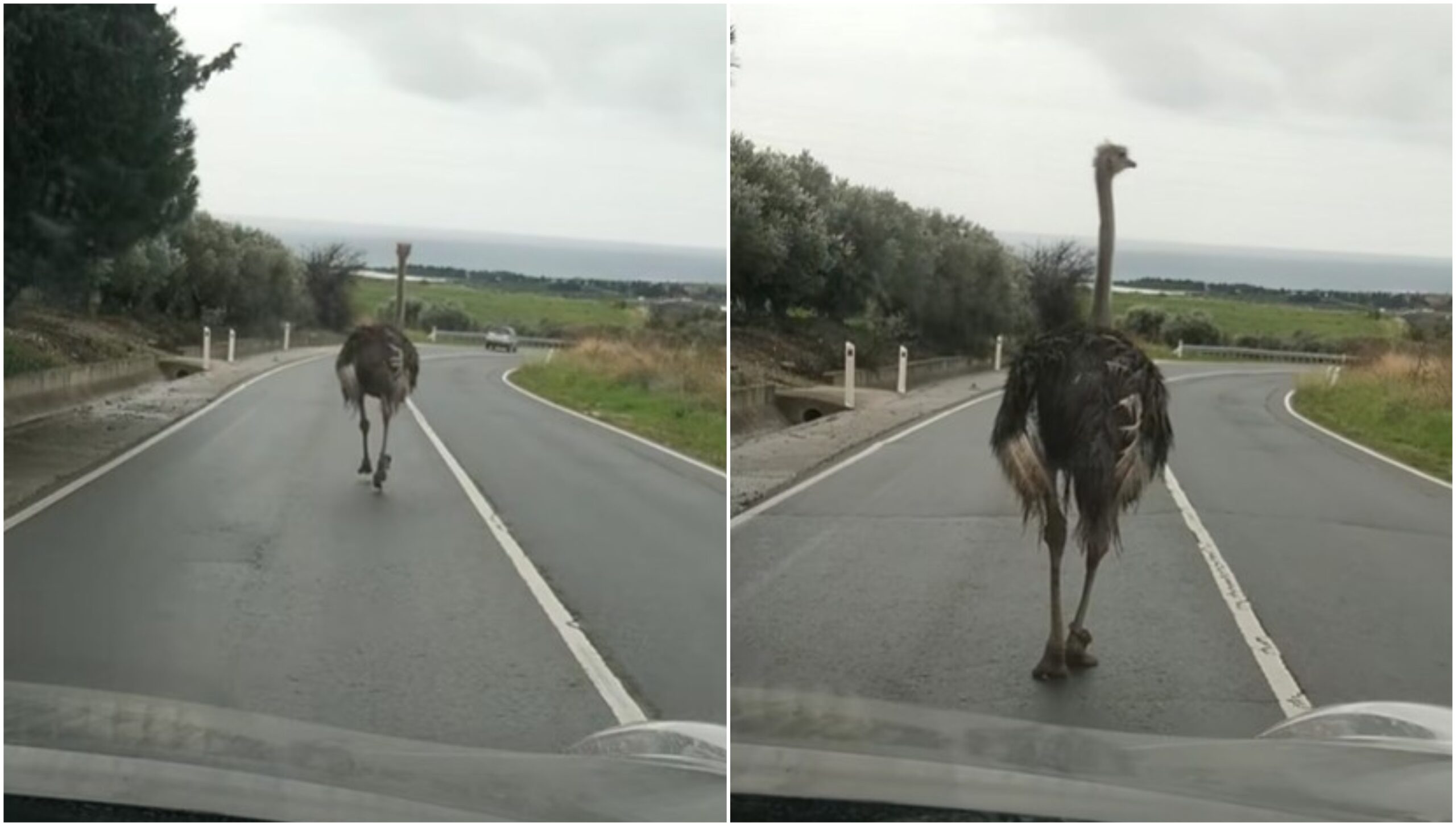 Επί ποδός Αρχές και ο ιδιοκτήτης της φάρμας για να εντοπιστεί ο «φυγάς» στρουθοκάμηλος