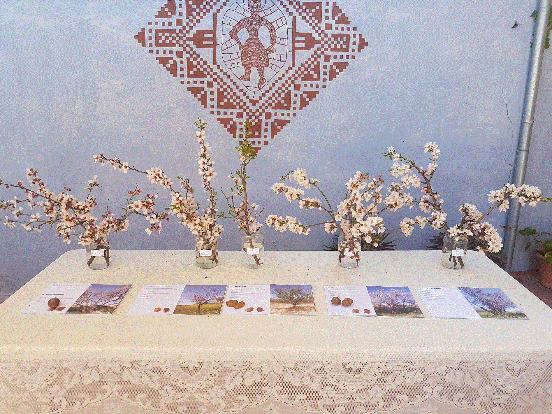 Η Ανθισμένη Αμυγδαλιά και τα Ταξίδια της Μέλισσας: Ένα Σαββατοκύριακο Γεύσεων και Γνώσης στον Κάτω Δρυ