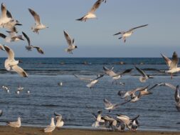 335836891_257430206612003_8720707754332708633_n