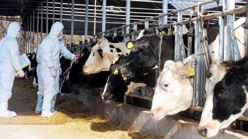 500.000 εμβόλια για τον αφθώδη πυρετό στέλνει η Κομισιόν στα κατεχόμενα