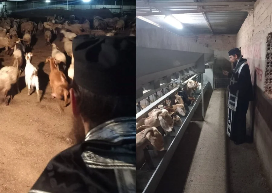 Ιερείς έκαναν αγιασμό μέσα σε κτηνοτροφικές μονάδες στη Λάρνακα  (φώτο)