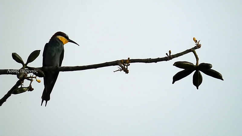 Κάποιοι άνθρωποι είναι σαν τους μελισσοφάγους, κρύβονται πίσω από κολώνες….!!!