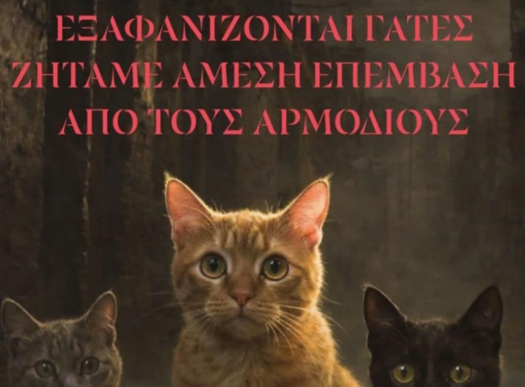 Larnaka Rights: Ανησυχία για εξαφανίσεις γάτων – Έκκληση για διερεύνηση και ενημέρωση των πολιτών