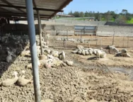 637198704_1207554644770437_6288421062708601502_n-1-1536×864-1