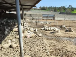 637198704_1207554644770437_6288421062708601502_n-1-1536×864-1