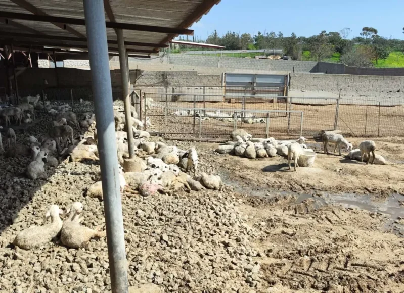 637198704_1207554644770437_6288421062708601502_n-1-1536×864-1