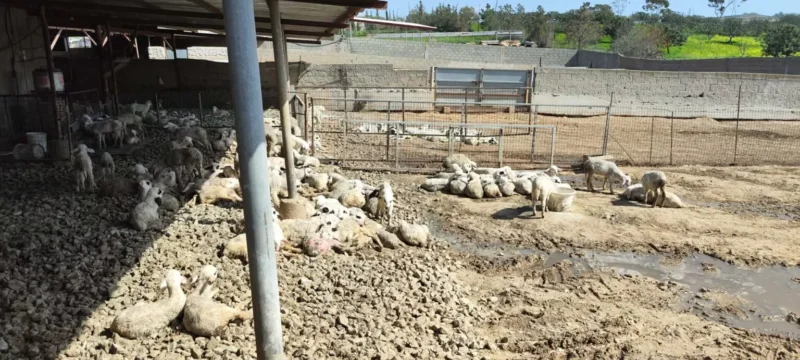 637198704_1207554644770437_6288421062708601502_n-1-1536×864-1