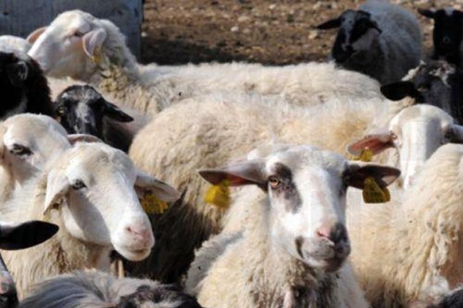 Κρατικές συμφωνίες για εισαγωγή ζώων από το εξωτερικό, ζητά από το κράτος ο Δήμος Λάρνακας