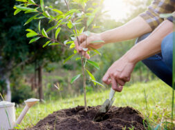 Dendrofytevsi-Toxnis