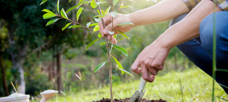 Dendrofytevsi-Toxnis