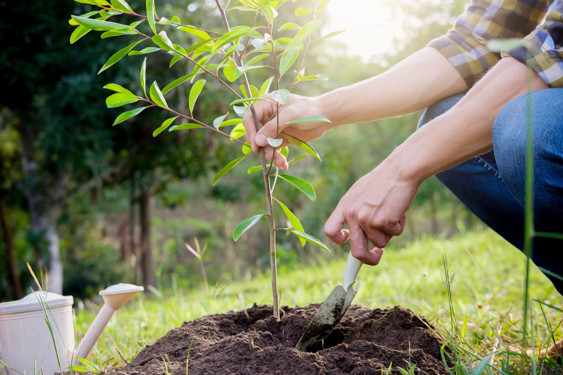 Δεντροφύτευση με ξηρανθεκτικά είδη σε πυρόπληκτες περιοχές της Άλασσας