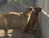 P2-KATAFYGIO-SYMPA_frame_4541