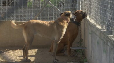 P2-KATAFYGIO-SYMPA_frame_4541