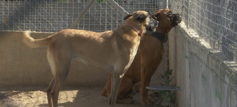 P2-KATAFYGIO-SYMPA_frame_4541