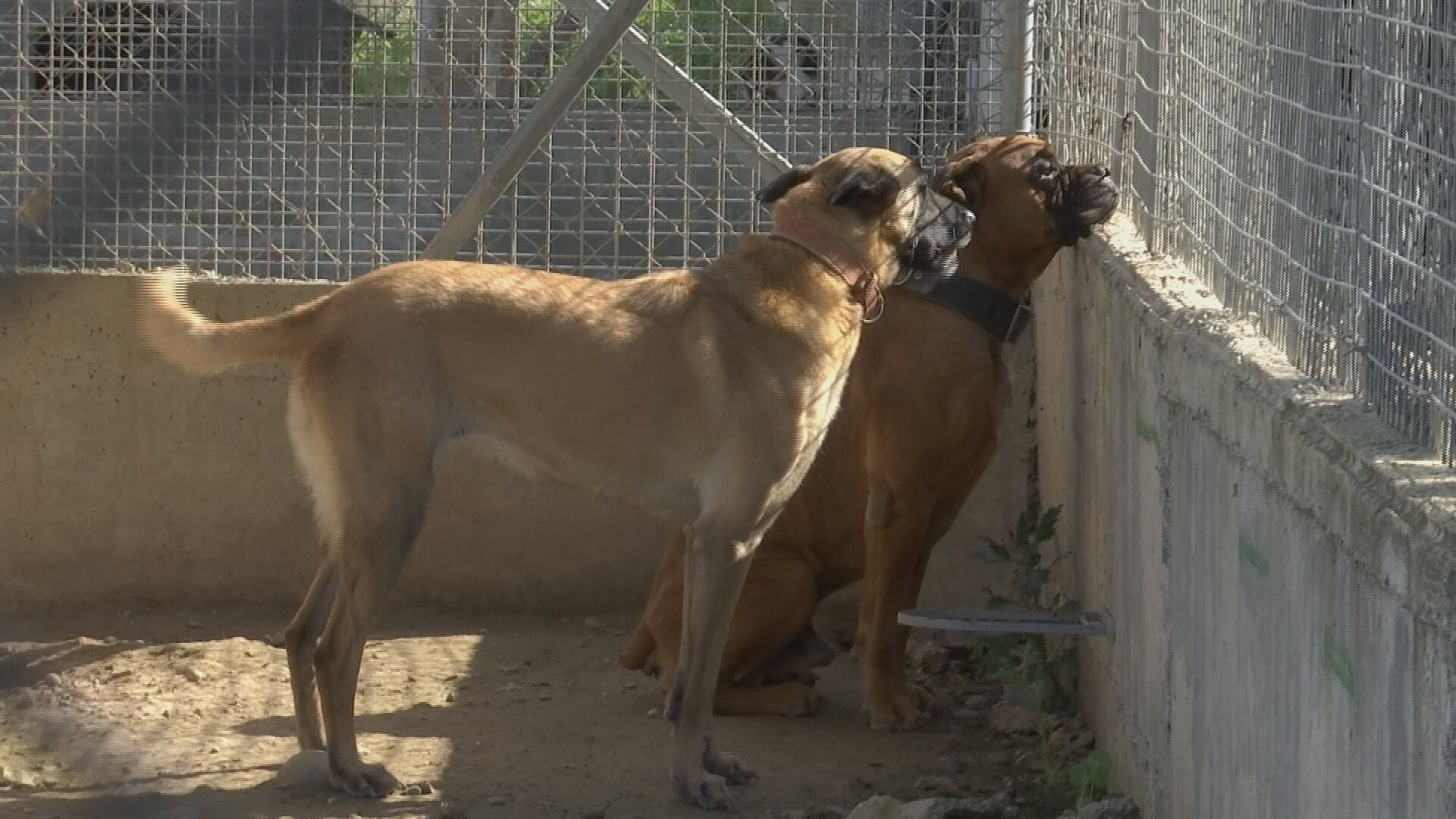 SOS για τα αδέσποτα: Λίγες οι υιοθεσίες, πολλά τα ζώα που χρειάζονται αγάπη και φροντίδα