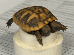 Screenshot-2026-02-10-085558