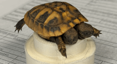 Screenshot-2026-02-10-085558