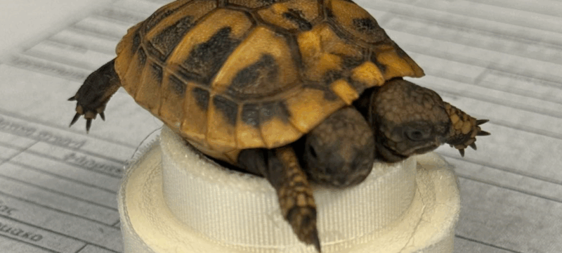 Screenshot-2026-02-10-085558