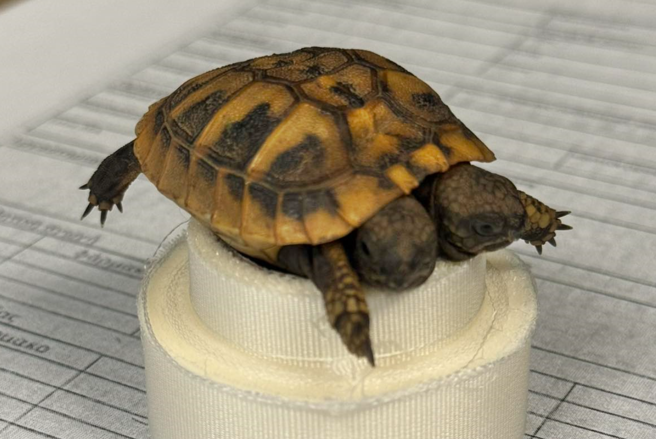 Βρέθηκε σπάνια χελώνα με δύο κεφάλια στην Ελλάδα  (φώτο)