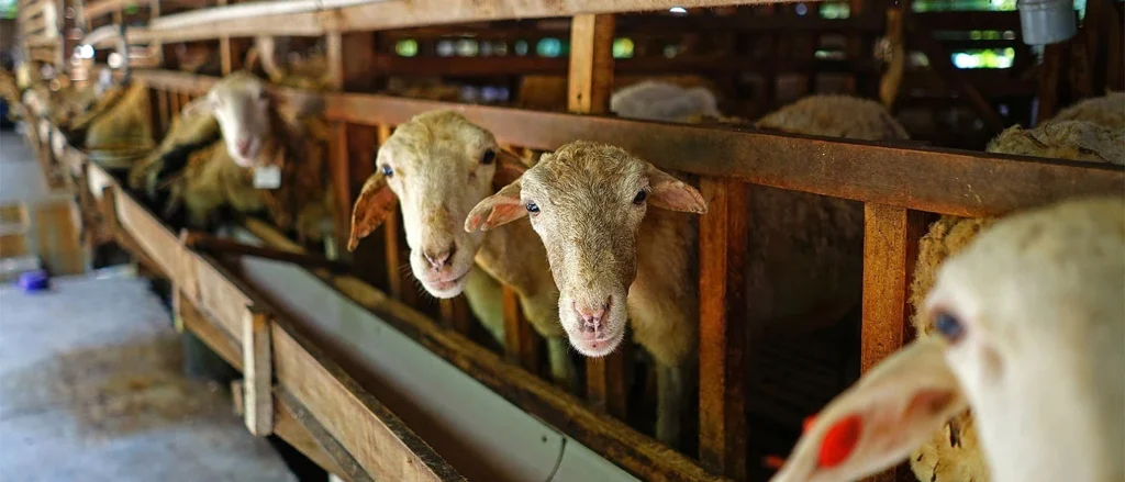 Πήρε εξιτήριο ο κτηνοτρόφος που ένιωσε αδιαθεσία - Άρχισε σήμερα η θανάτωση των ζώων του