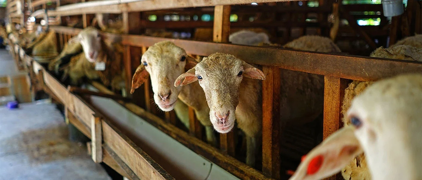 Πήρε εξιτήριο ο κτηνοτρόφος που ένιωσε αδιαθεσία – Άρχισε σήμερα η θανάτωση των ζώων του