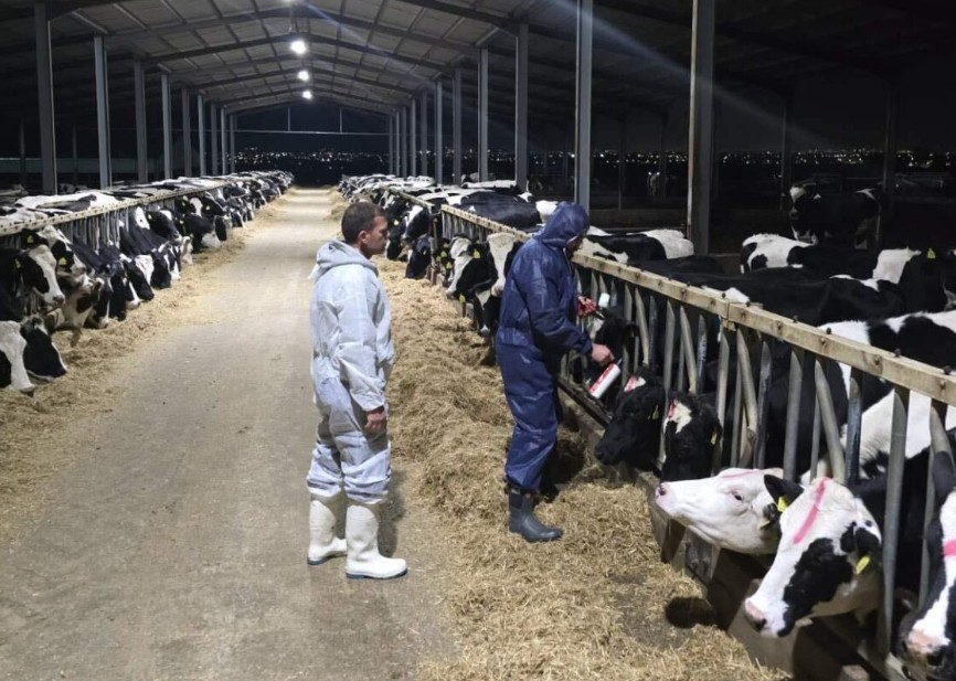 Αφθώδης πυρετός: Φθάνουν σήμερα στην Κύπρο άλλα 50.000 εμβόλια