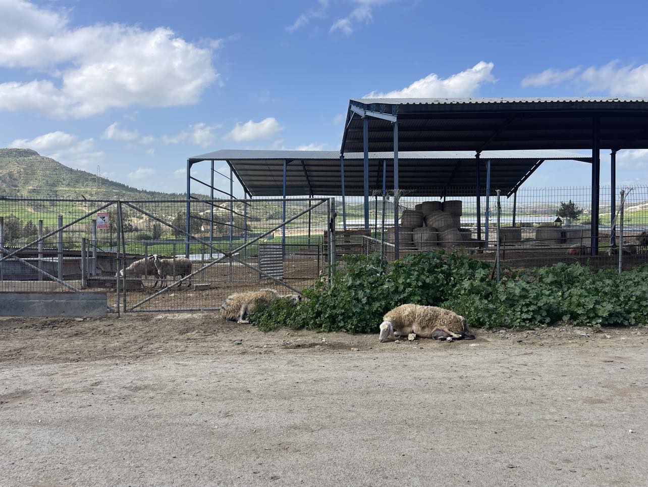 Κατασκευή 6 δεξαμενών αποστείρωσης στους Τρούλλους για τον αφθώδη πυρετό