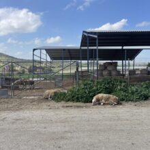 afthodis-piretos-larnaca-8