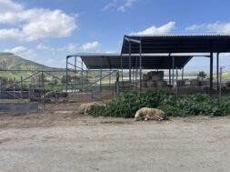 afthodis-piretos-larnaca-8