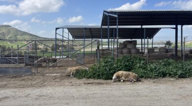 afthodis-piretos-larnaca-8