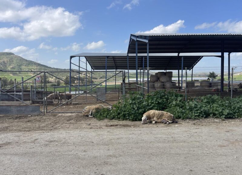 afthodis-piretos-larnaca-8