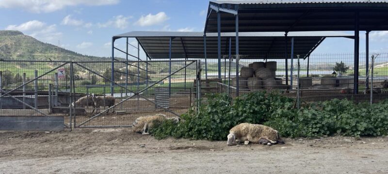 afthodis-piretos-larnaca-8