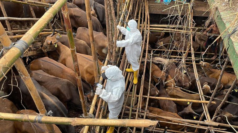 Αφθώδης Πυρετός: Εσπευσμένα στην Κύπρο κλιμάκιο εμπειρογνωμόνων της Κομισιόν