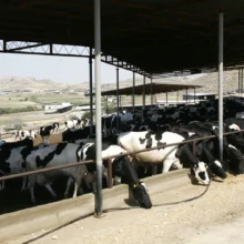 agelades-afdodis-pyretos-1536×1013