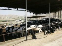 agelades-afdodis-pyretos-1536×1013