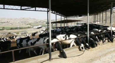 agelades-afdodis-pyretos-1536×1013