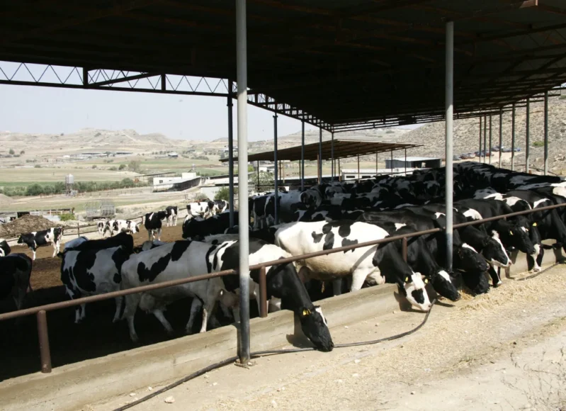 agelades-afdodis-pyretos-1536×1013