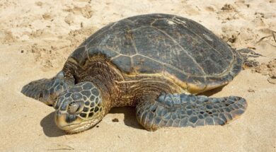 caretta-caretta