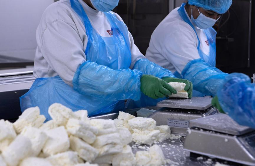 SOS τυροκόμων για μολυσμένο γάλα λόγω αφθώδους πυρετού, μάχη με τον χρόνο για να σωθεί το χαλλούμι