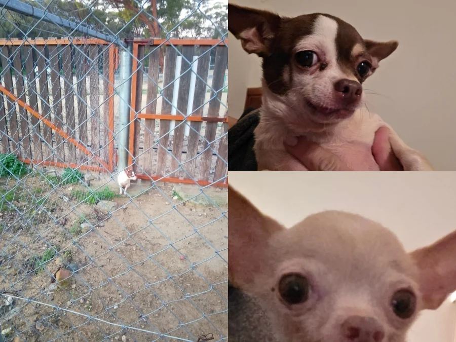 Ευχάριστα νέα για τα παρατημένα τσιουάουα στη Λευκωσία – Υπό φροντίδα κτηνιάτρου