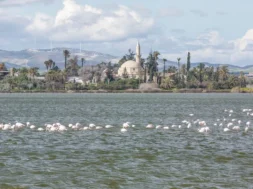 depositphotos_71936893-stock-photo-flamingos-in-larnaca-salt-lake