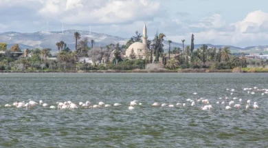 depositphotos_71936893-stock-photo-flamingos-in-larnaca-salt-lake