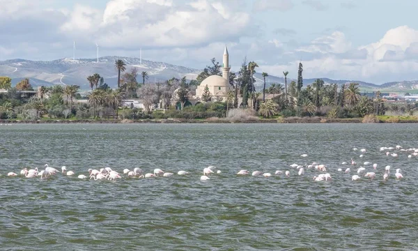 depositphotos_71936893-stock-photo-flamingos-in-larnaca-salt-lake