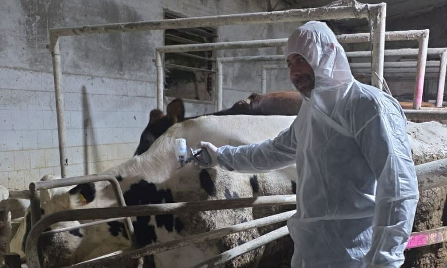 Αρχίζουν οι εμβολιασμοί για αφθώδη πυρετό εντός της ζώνης 10 χιλιομέτρων – Σε εξέλιξη ενέργειες για προμήθεια εμβολίων για χοίρους