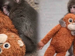 h-sygkinhtikh-istoria-toy-punch