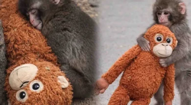 h-sygkinhtikh-istoria-toy-punch